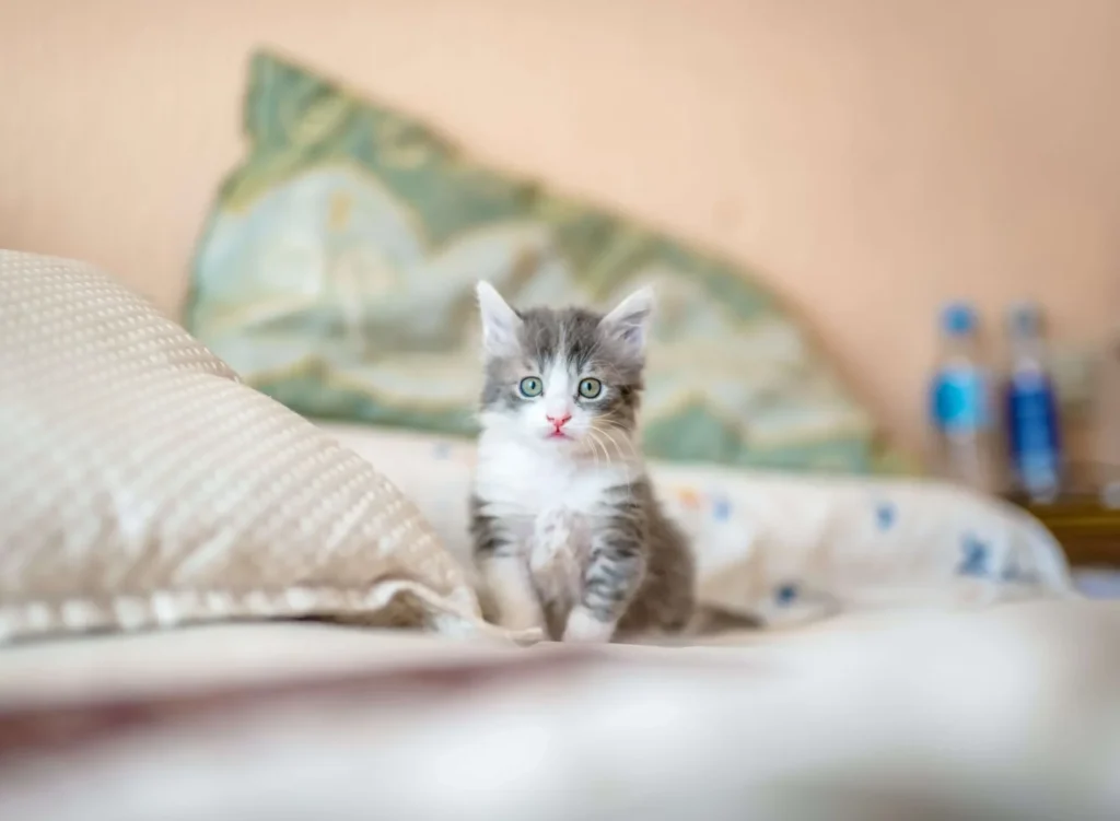Kitten with gray and white fur
