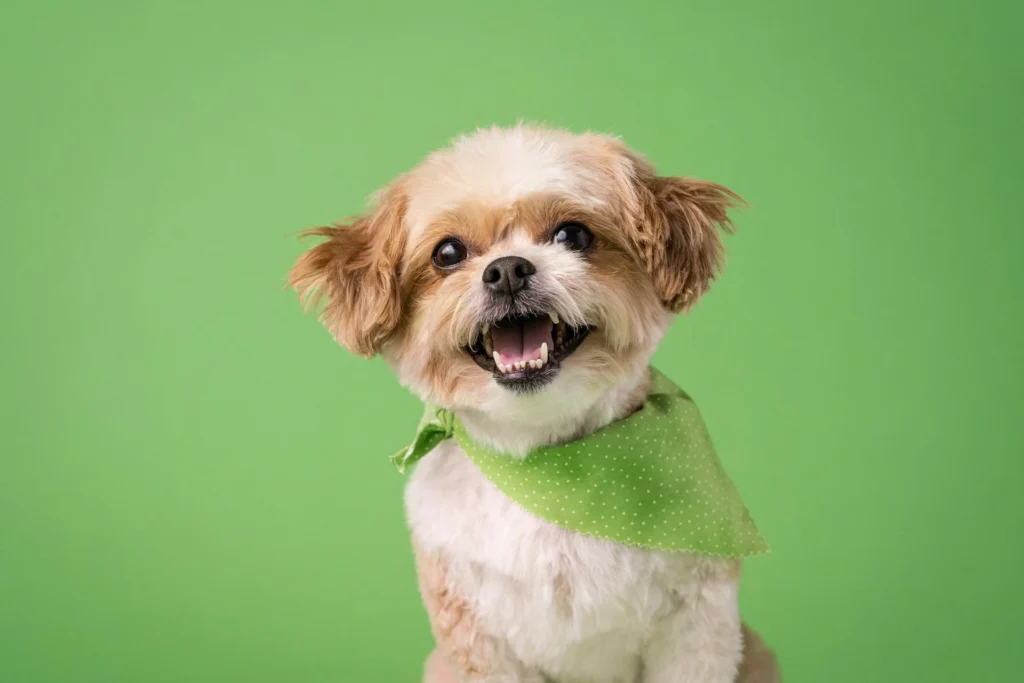 A dog showing its teeth against a green background.