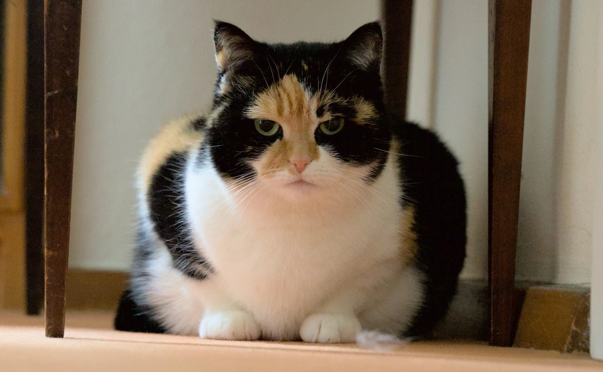 A chubby cat appears to be sitting under a table.