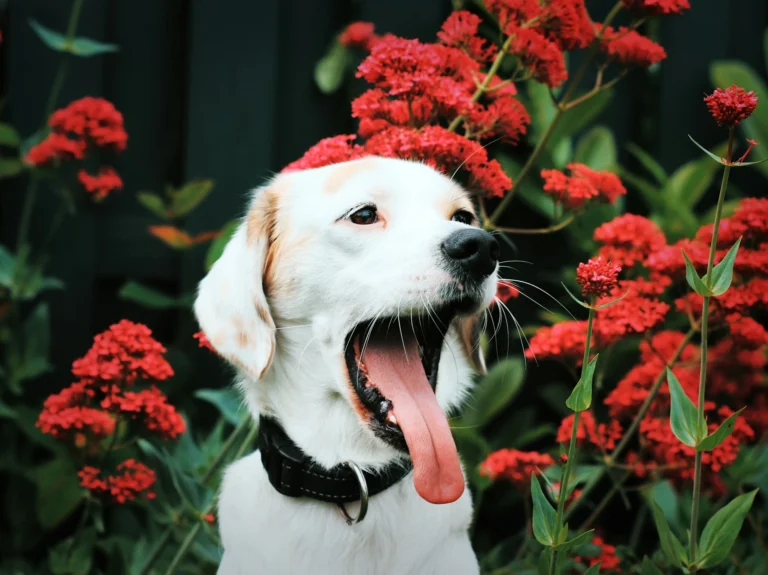 A white dog sticking out its tongue surrounded by red flowers.