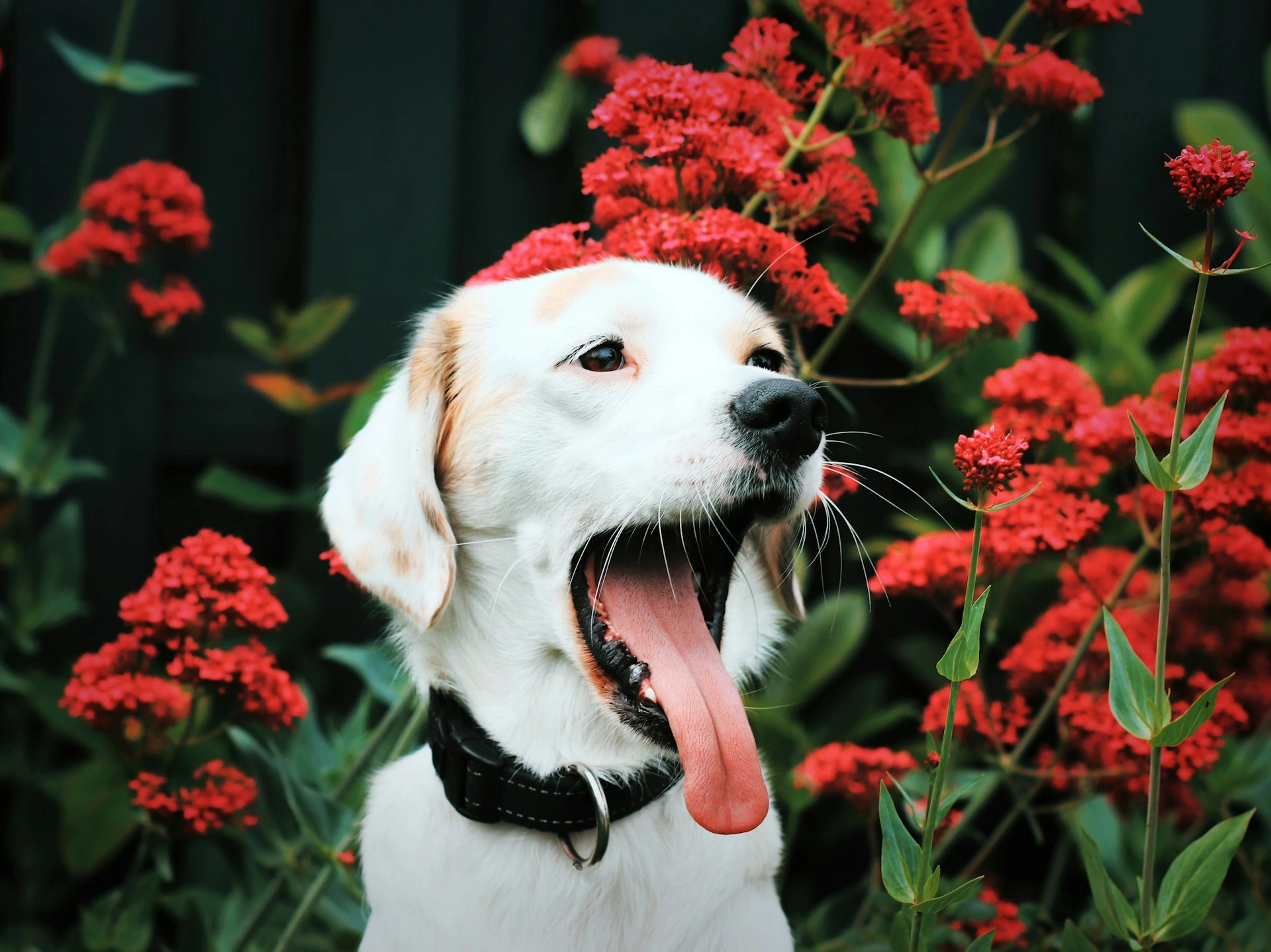 A white dog sticking out its tongue surrounded by red flowers.