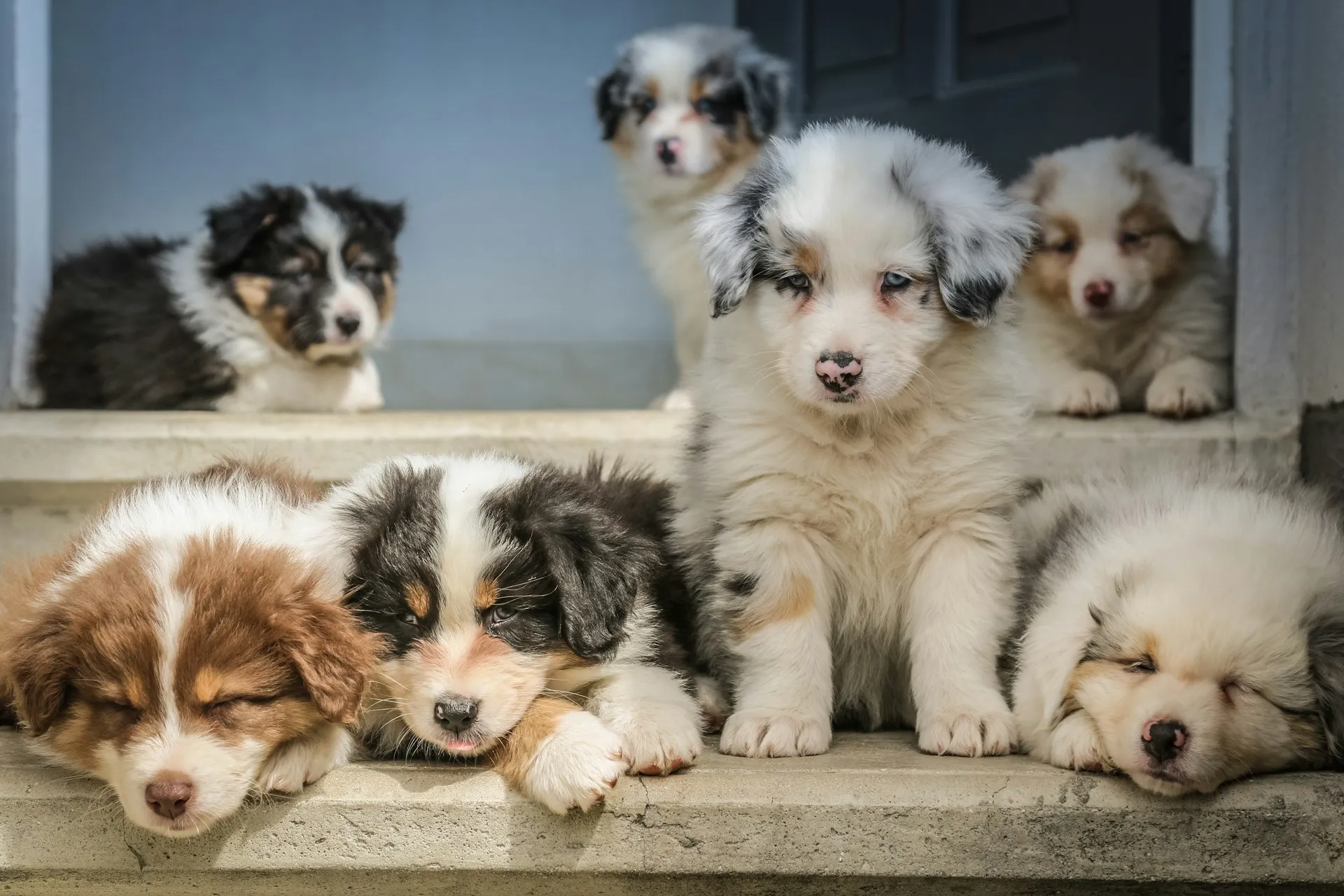 A group of five Australian Shepherd puppies are sitting and lying on concrete steps.