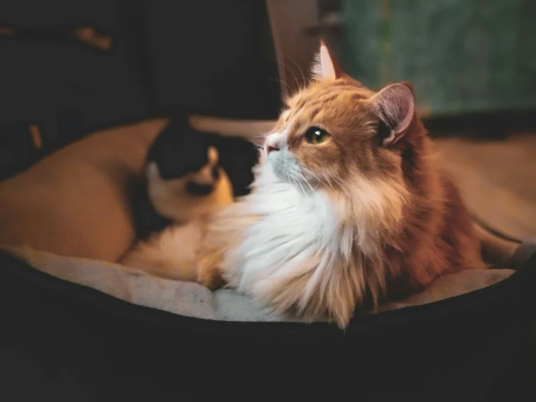 An orange and white fluffy cat is lying in a pet bed and looking to the side.