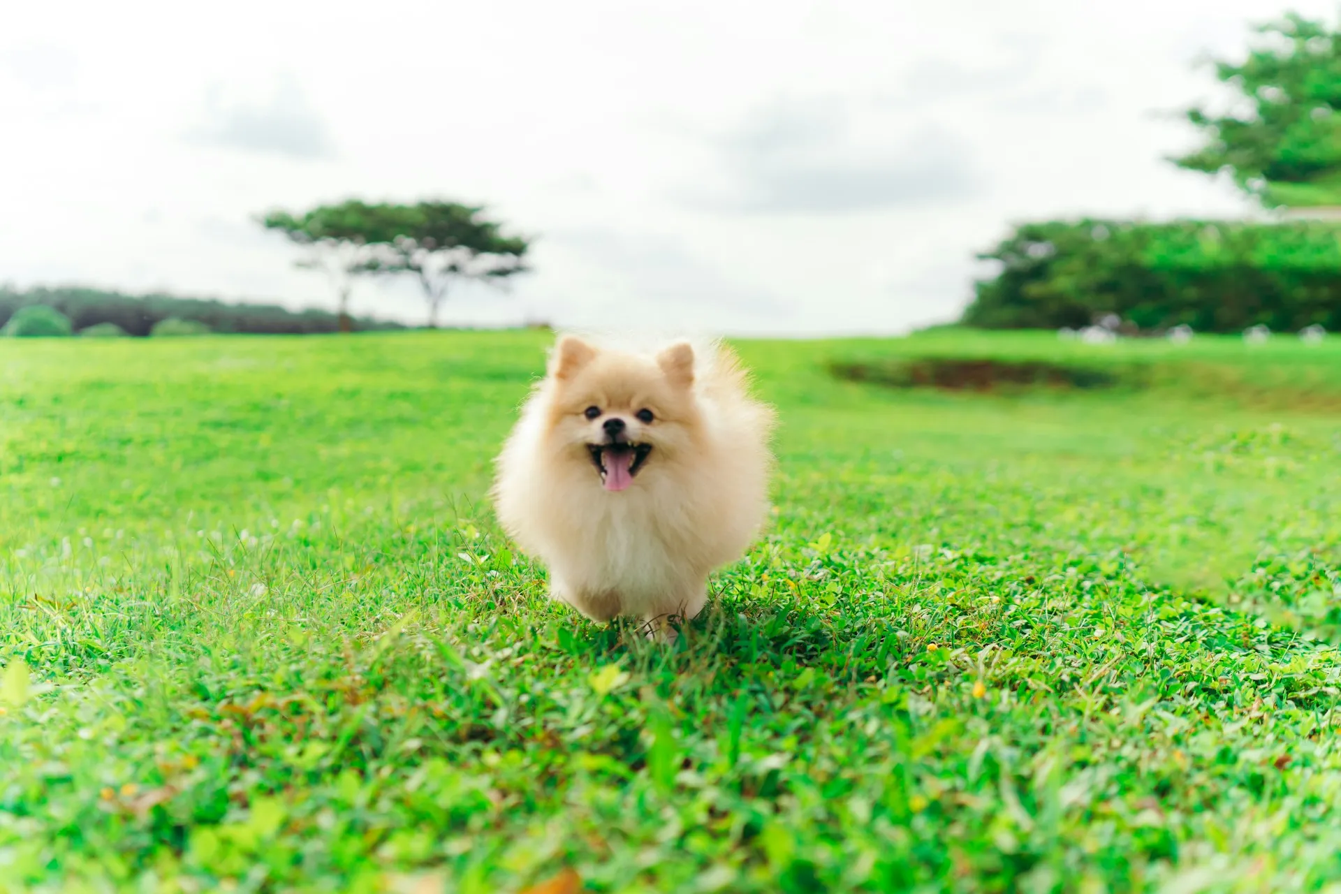 A small Pomeranian dog is running on a grassy field.