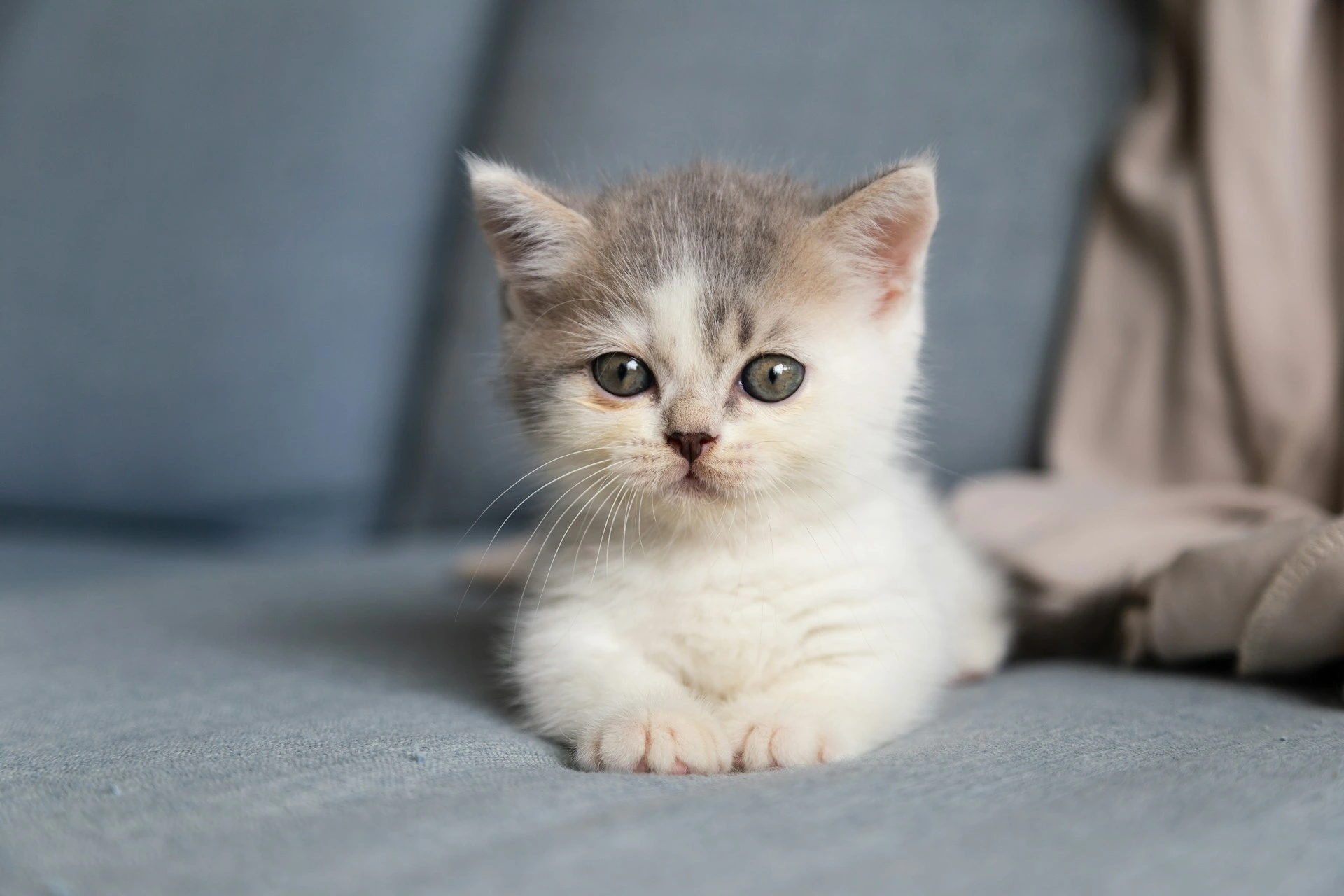 A white kitten laying down.
