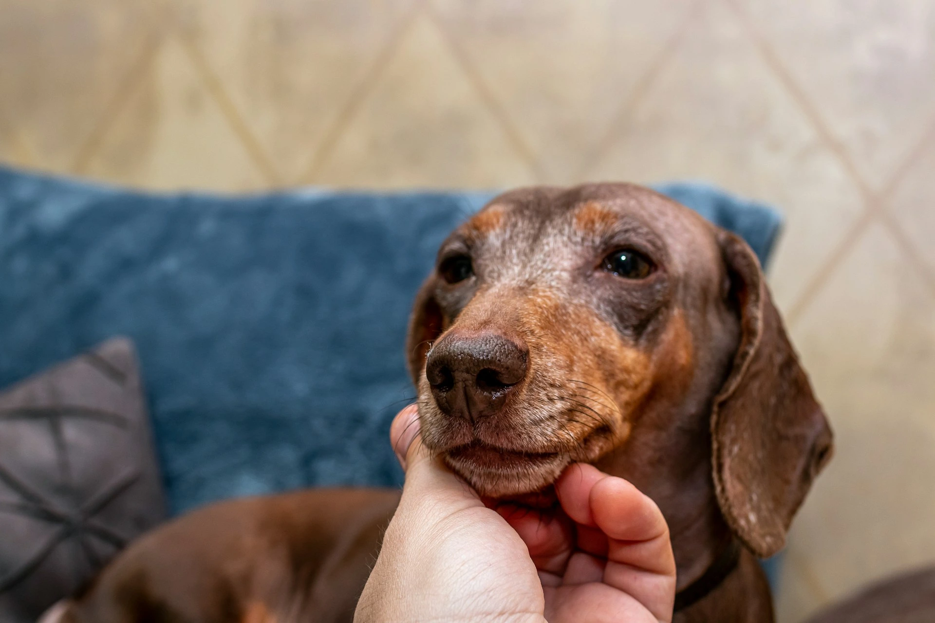 A person's hand is gently touching the chin of a brown and reddish-brown dachshund dog.