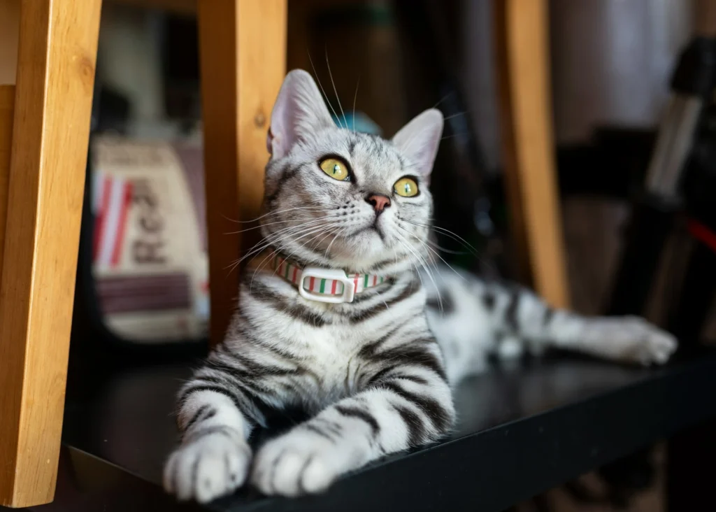 A close-up of a silver cat with a white, red, and green striped collar.
